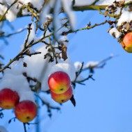 Red apples on tree, first snow and blue sky